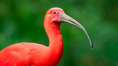 Scarlet Ibis - Elmwood Park Zoo