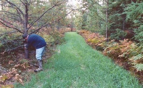 How Many Acres Of Food Plot Should I Plant? | Whitetail Habitat Solutions