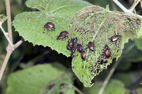 Japanese Beetle Fact Sheet — Birch Tree Care