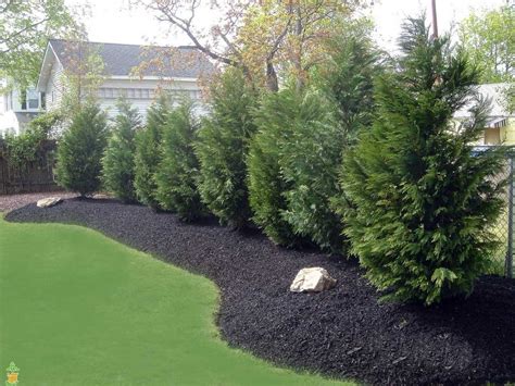 Leyland Cypress For Sale | Premium Privacy Trees | PlantingTree - PlantingTree | Fence ...