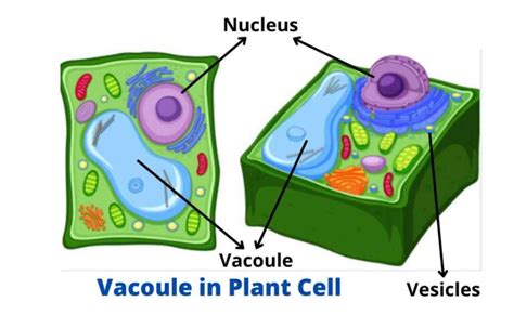 Vacuoles and Vesicles - Definition, Structure, and Functions