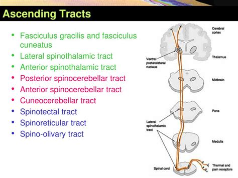 Spinoreticular Tract Pathway