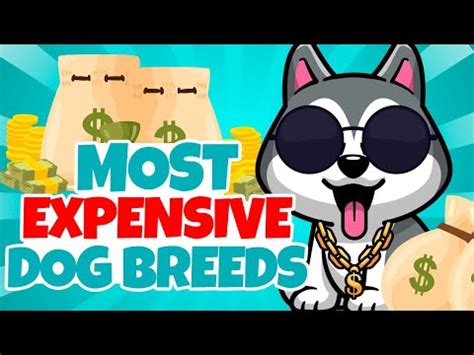 The top 6 priciest breeds of dogs for 2023 [Updated Guide]