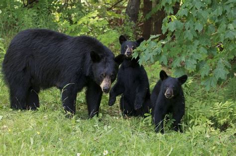 A mother black bear with her cubs | Black bear, American black bear ...