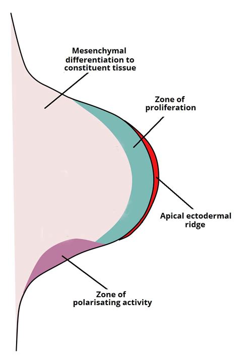 Development of the Limbs - Formation of Limb Buds - Formation of Digits ...