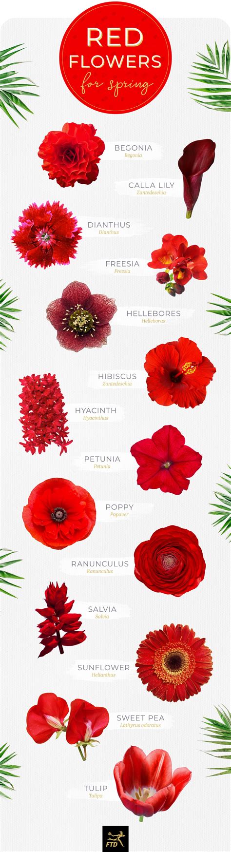 Red Flowers Names And Images