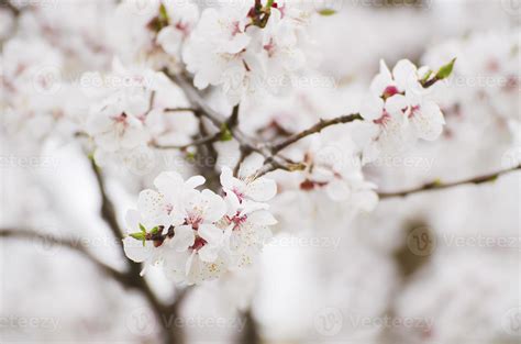 Apricot tree flower 1344612 Stock Photo at Vecteezy