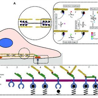 | (A) We use a stochastic model of the actin-myosin crossbridge cycle.... | Download Scientific ...