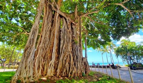 Beautiful old banyan tree in Waikiki Honolulu Hawaii, standing proudly in the peaceful ...