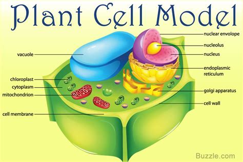 It is extremely easy and fun to make a plant cell model, provided you have all the parts labeled ...