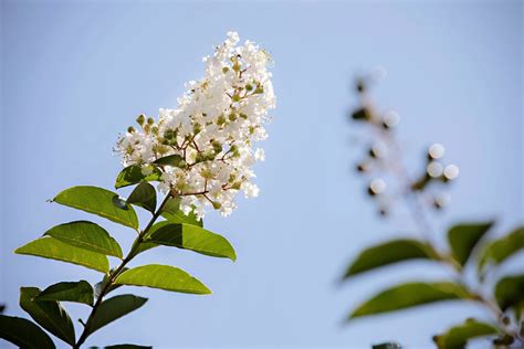 Crape Myrtle Trees Bushes Growing And Care Garden Design