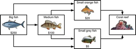 Coral Reef Food Web