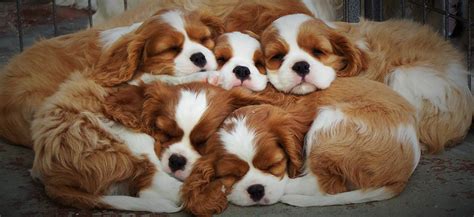 Cavalier King Charles Spaniel Puppies – Gillcrest Cavaliers