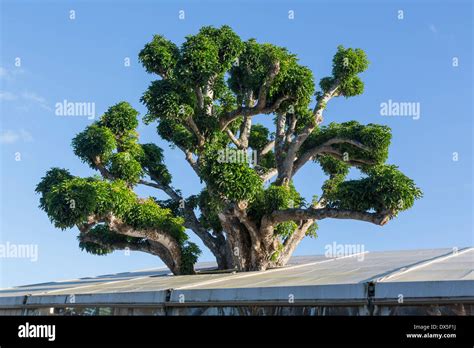 Large acacia or koa tree growing inside a large tent building, Hawaii, USA Stock Photo - Alamy