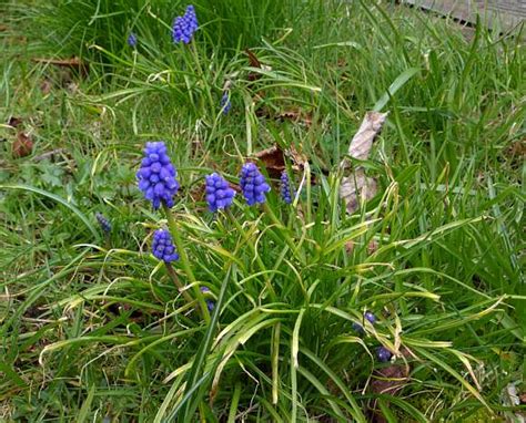 Grape-Hyacinth (Garden) / Garden Grape Hyacinth - Wild Flower Finder