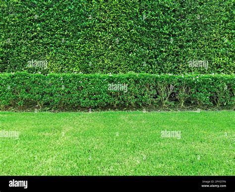 green grass field isolated on white background Stock Photo - Alamy