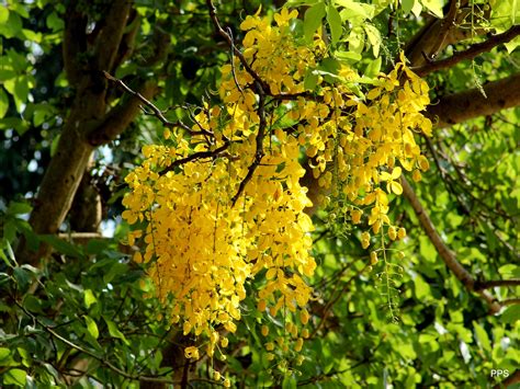 kani konna Flower by saravanan Padmanabha Pillai - Photo 80636563 / 500px