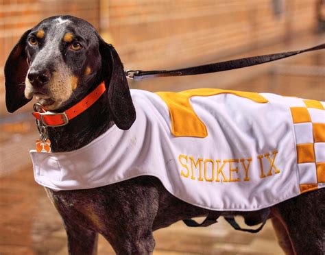 Tennessee Volunteers Smokey UT Vols NCAA Football Mascot Bluetick Coonhound Checkerboard Field ...