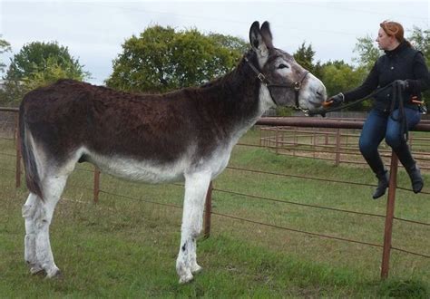 Ten of the Worlds Tallest Animals (Record-breaking Animals)