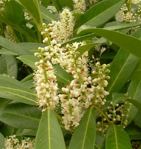 some white flowers and green leaves on a tree