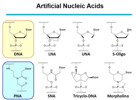 Gene regulation by peptide nucleic acid (PNA)│ Laboratory of Bioinorganic Chemistry Graduate ...