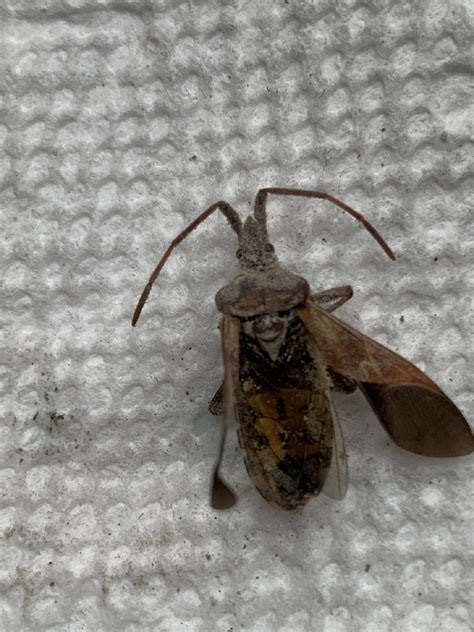 Western conifer seed bug - PEST CONTROL CANADA