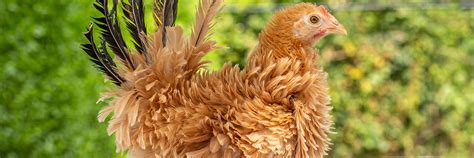 Frizzle Chicken 101: Complete Breed Info and Care Guide 2024