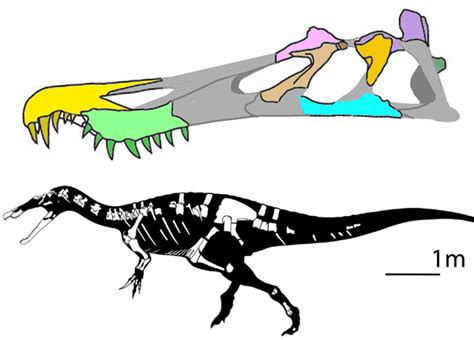 Baryonyx, Suchomimus, Irritator and Spinosaurus