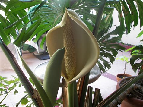 Monstera deliciosa | Houseplant Wiki | FANDOM powered by Wikia