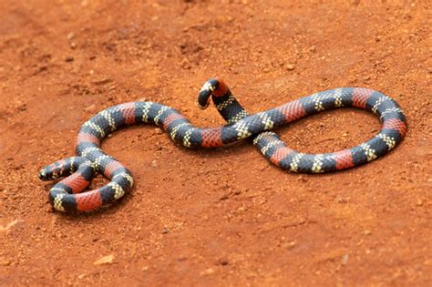 First Aid for Uruguayan Coral Snake Bite