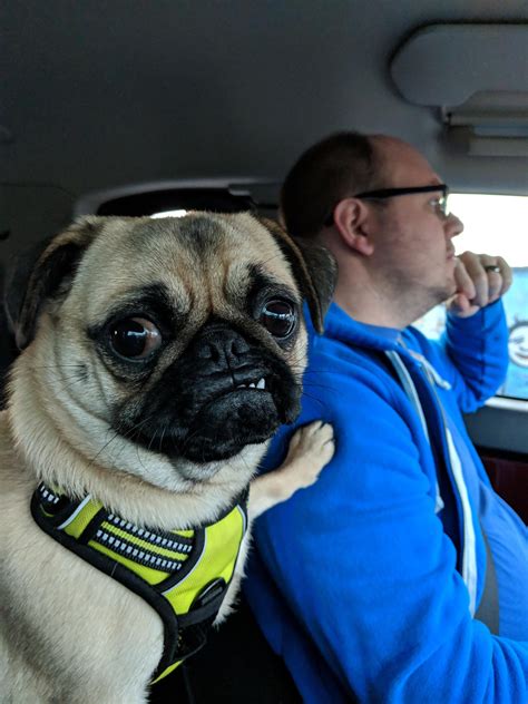 emotional support pug for driving in Seattle traffic : r/funny