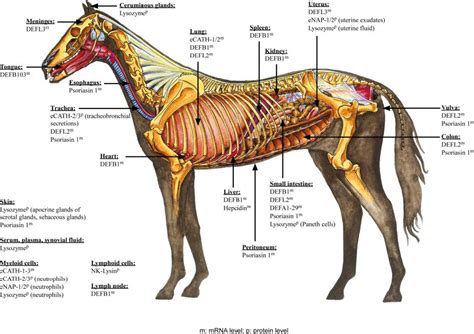 Horse anatomy | Horse anatomy, Horses, Horse therapy