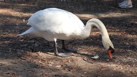 swan eating bread Stock Footage Video (100% Royalty-free) 3304637 | Shutterstock