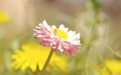 小清新花卉壁纸（二）_风景_太平洋科技