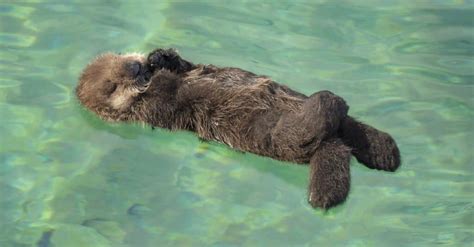 10 Incredible Sea Otter Facts - Wiki Point