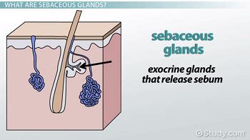 What Are Sebaceous Glands? - Definition & Function - Video & Lesson ...