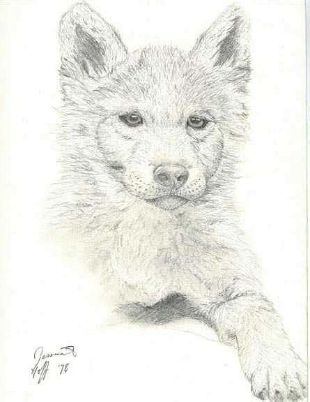 Wolf Pup Realistic Baby Wolf Drawing Drawing | SexiezPix Web Porn