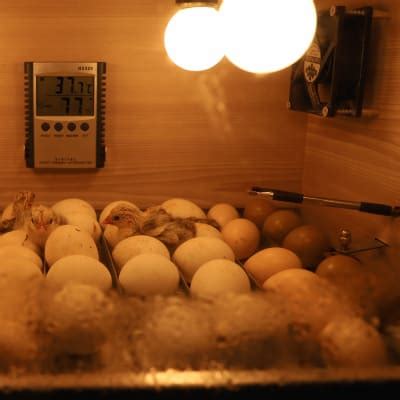 Incubating and Hatching Chicks at Home