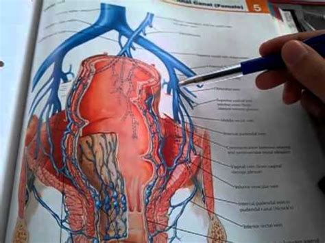 96. External, internal and common iliac veins - YouTube