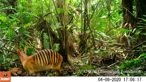 Wildlife of Grebo-Krahn National Park in Liberia captured with camera traps - YouTube