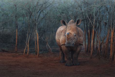 South Africa Wildlife Photography & Conservation Workshop