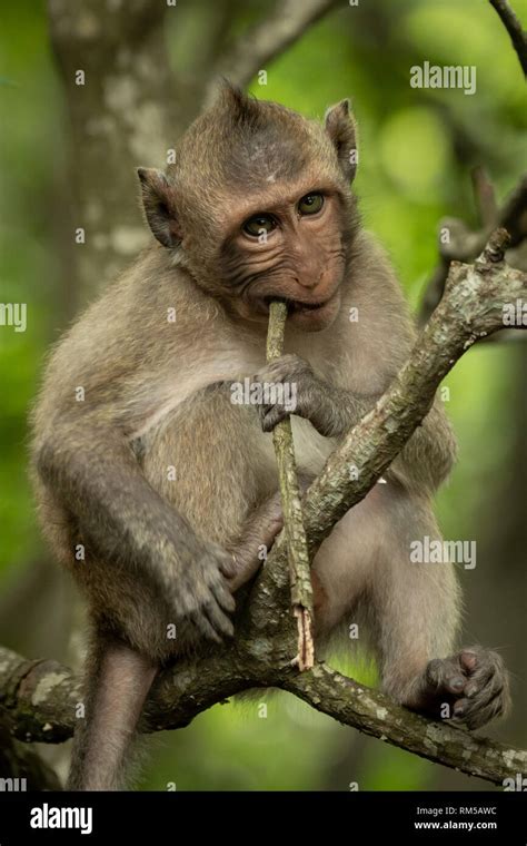 Baby long-tailed macaque in tree biting twig Stock Photo - Alamy