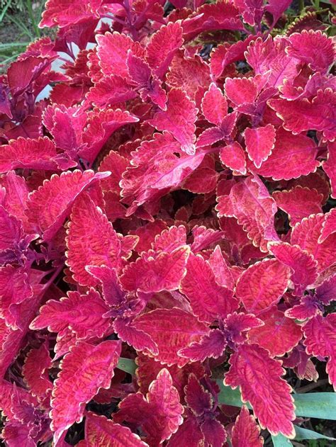 Coleus: Plant Care and Collection of Varieties - Garden.org