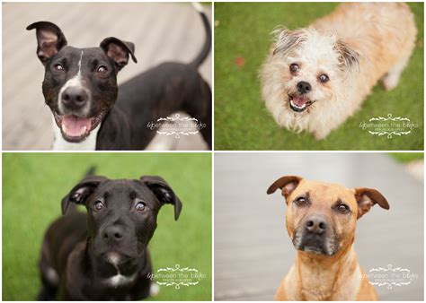 Dogs for adoption at the Wake County SPCA - Raleigh dog photographer ...