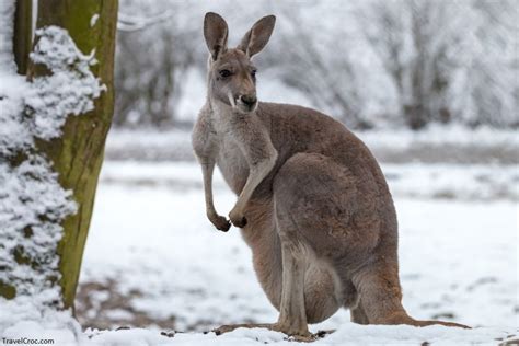 Does it Snow in Australia? Explore Best Places to See Snow in Winter