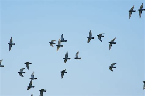 Group of birds-7190 | Stockarch Free Stock Photos