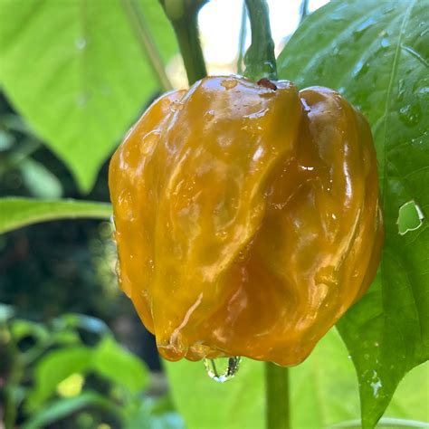 Gold Scotch Bonnet Pepper Seeds | Tyler Farms