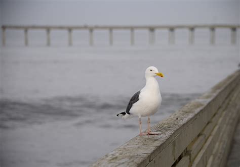 Sea Gull On Pier Free Stock Photo - Public Domain Pictures