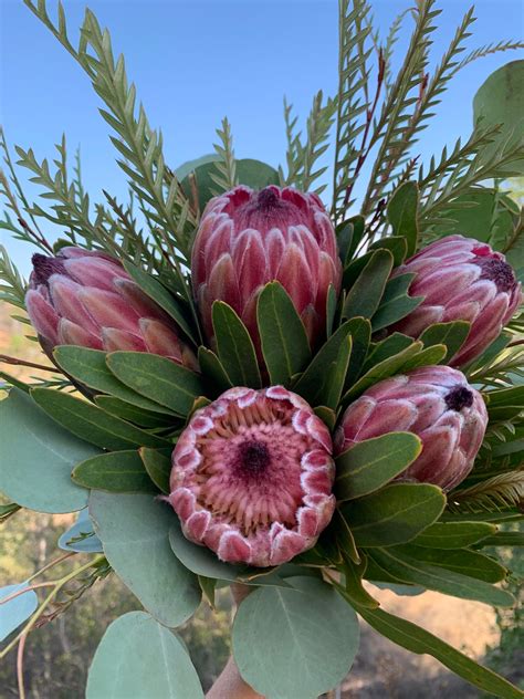 FRESH PICKED Protea Bouquet - Etsy