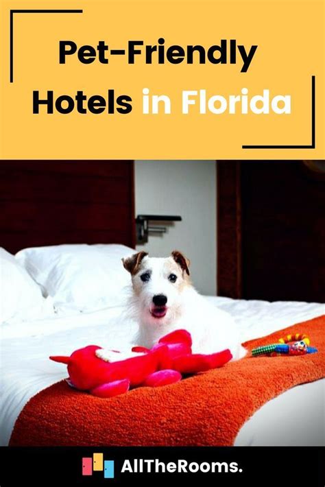 6 Best Pet-Friendly Hotels in Florida in 2020 | Florida hotels, Pet friendly hotels, Dog ...